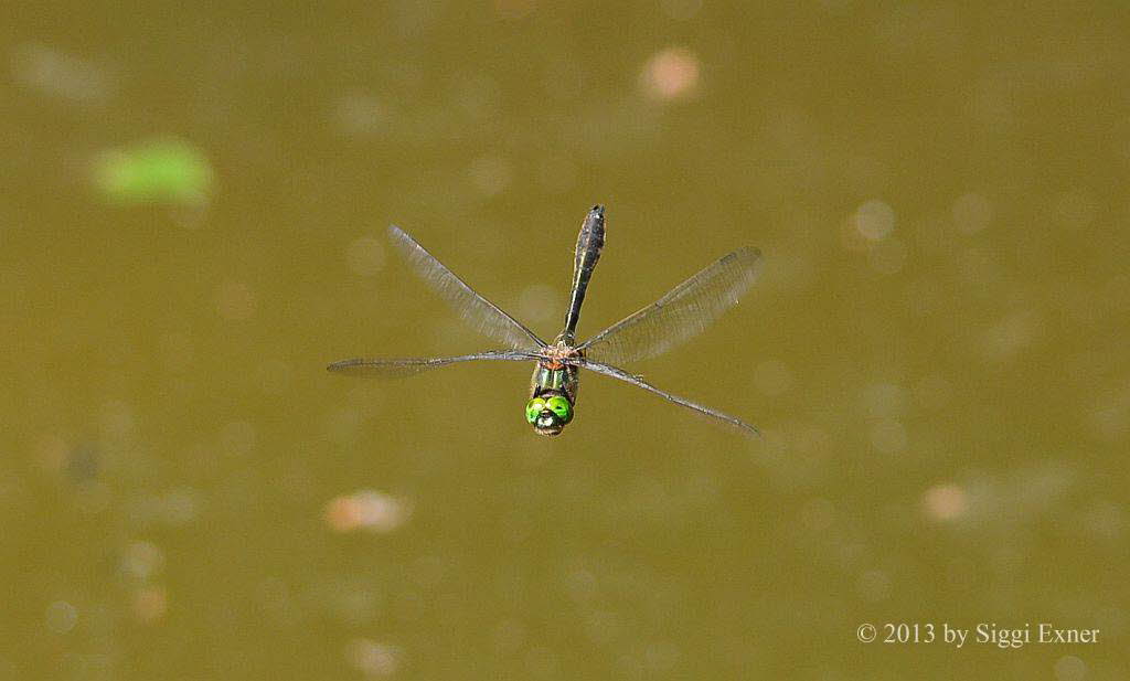 Falkenlibelle Cordulia aenea