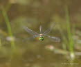 Falkenlibelle Cordulia aenea