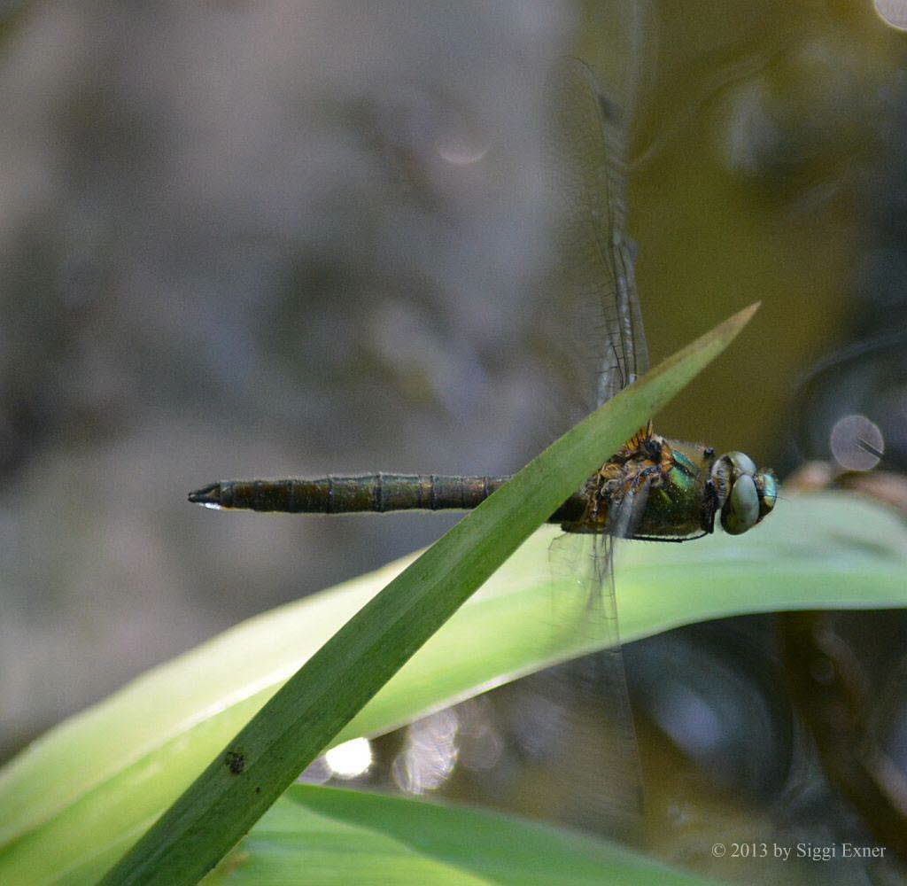 Falkenlibelle Cordulia aenea