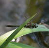 Falkenlibelle Cordulia aenea