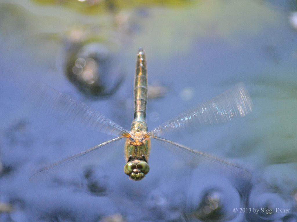 Falkenlibelle Cordulia aenea