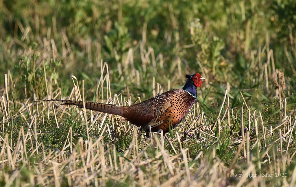 Jagdfasan Phasianus colchicus