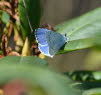 Faulbaumbluling Celestrina argiolus