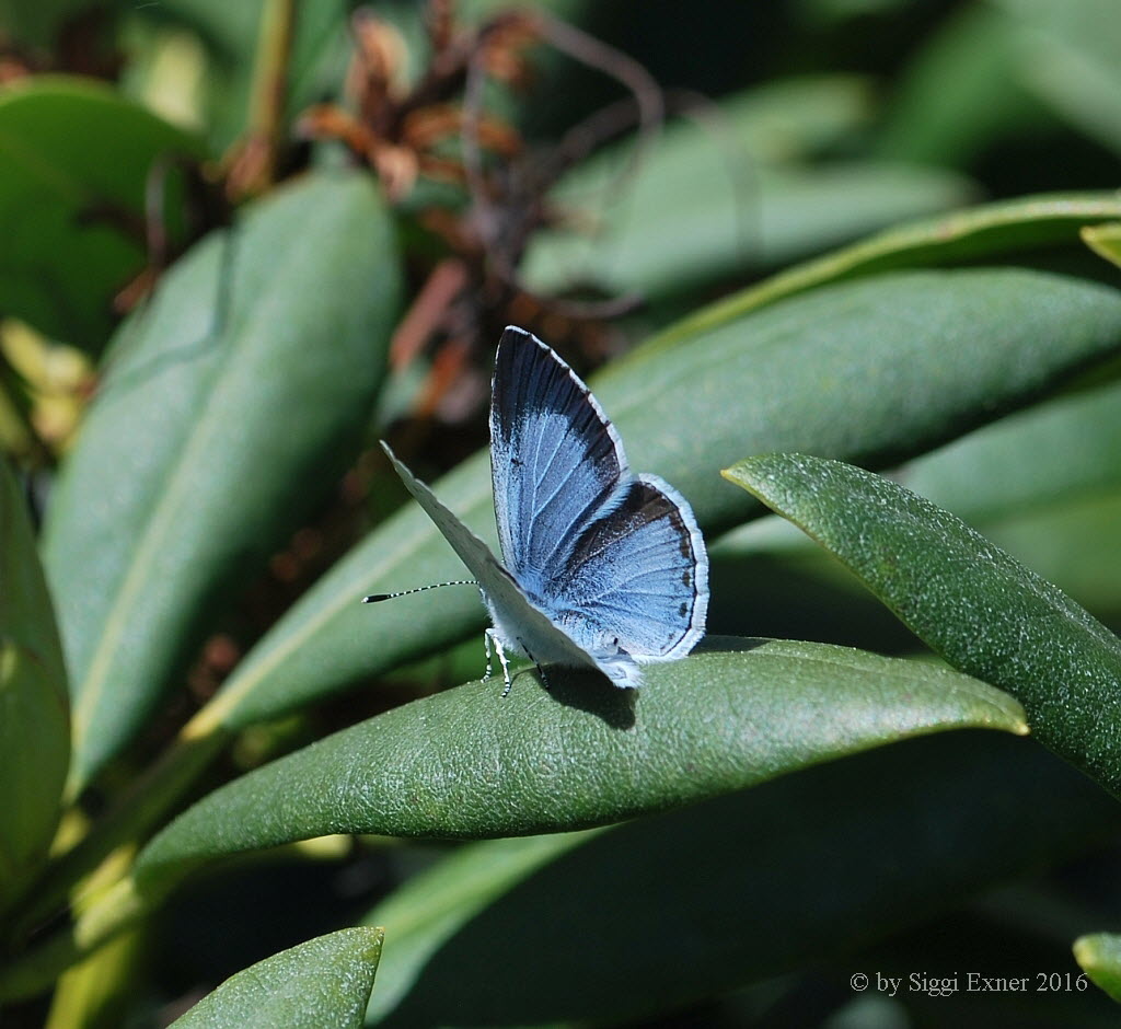 Faulbaumbluling Celestrina argiolus