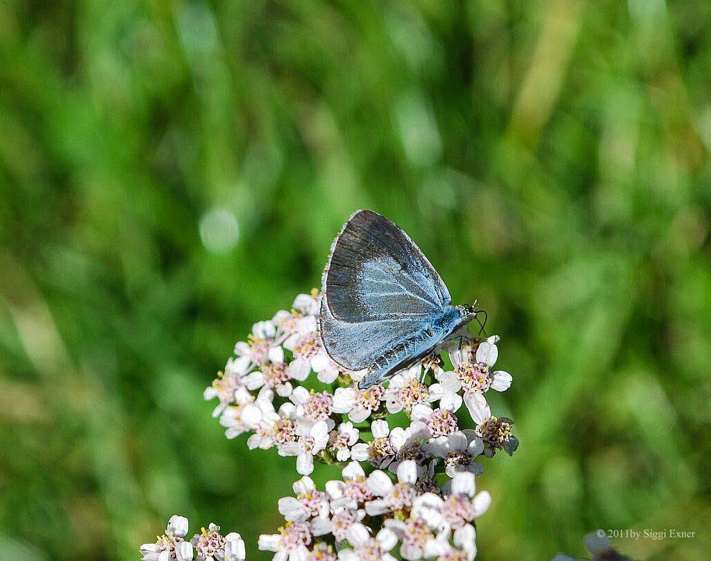 Faulbaumbluling Celastrina argiolus