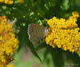 Faulbaumbluling Celastrina argiolus