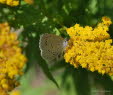 Faulbaumbluling Celastrina argiolus