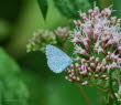 Faulbaumbluling Celastrina argiolus