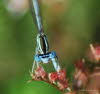 Blaue Federlibelle Pltycnemis pennipes