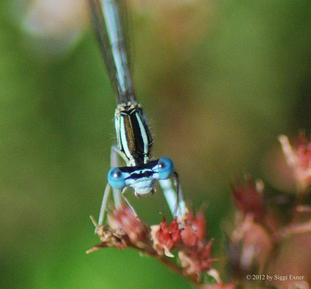 Blaue Federlibelle Pltycnemis pennipes