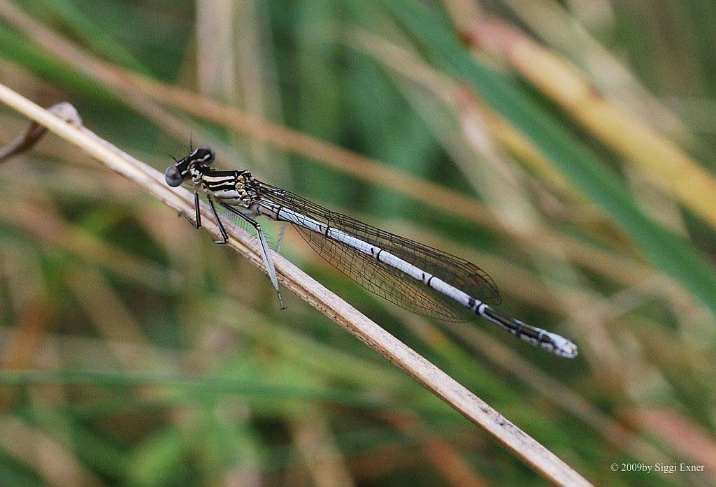 Blaue Federlibelle Pltycnemis pennipes