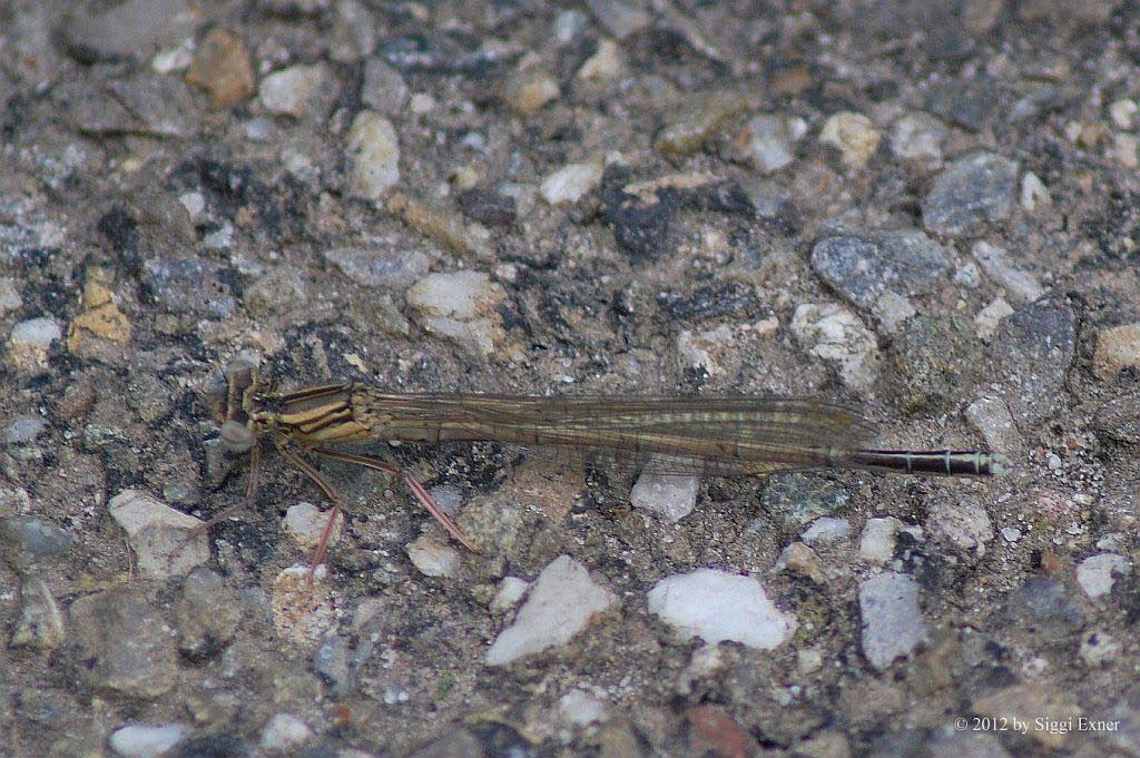 Blaue Federlibelle Pltycnemis pennipes