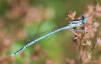 Blaue Federlibelle Pltycnemis pennipes