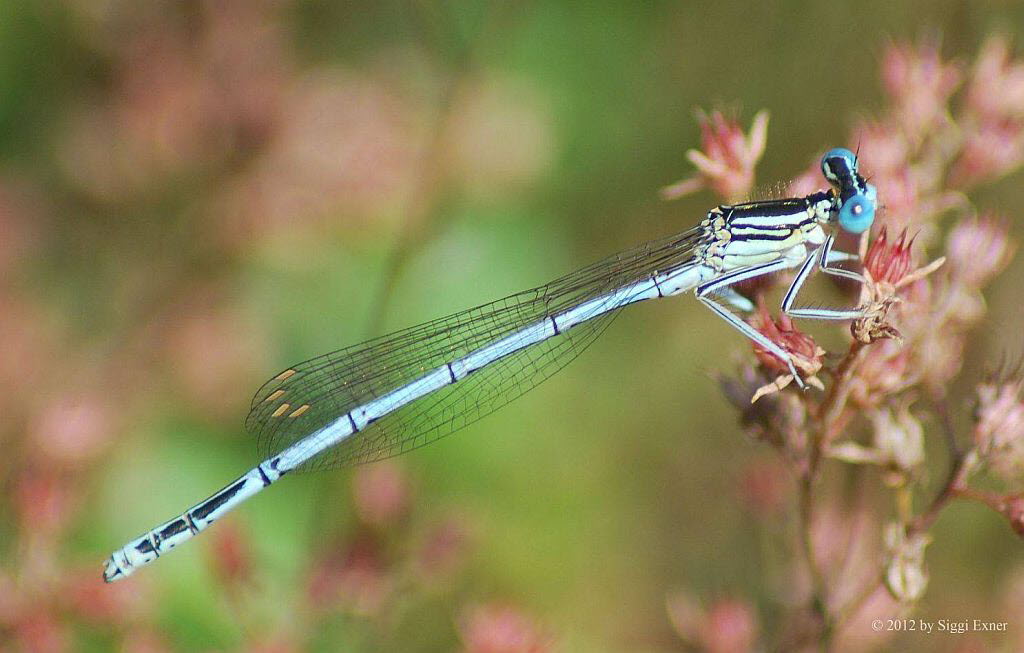 Blaue Federlibelle Pltycnemis pennipes