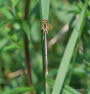 Blaue Federlibelle Pltycnemis pennipes