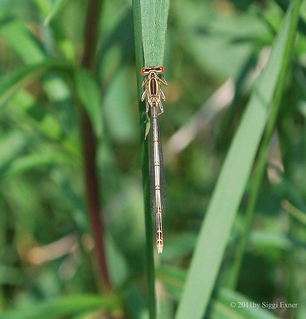 Blaue Federlibelle Pltycnemis pennipes