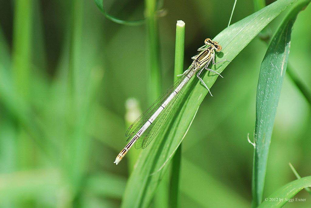 Blaue Federlibelle Pltycnemis pennipes