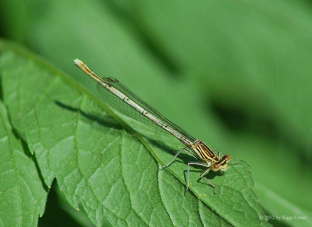 Blaue Federlibelle Pltycnemis pennipes