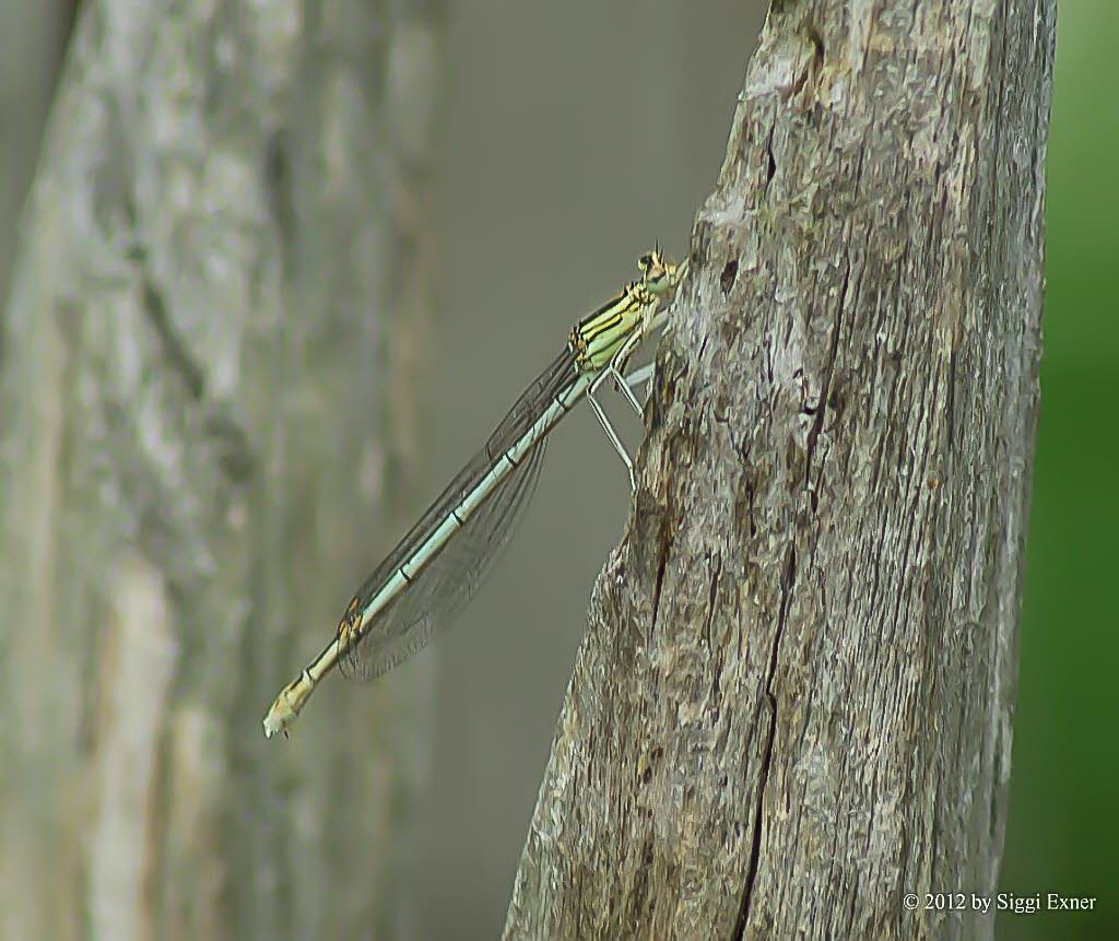 Blaue Federlibelle Pltycnemis pennipes