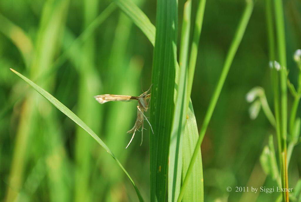 Federmotte Gillmeria ochrodactyla