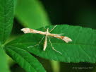 Federmotte Gillmeria ochrodactyla