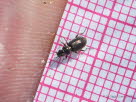 Bembidion cf properans Feld-Ahlenlufer 