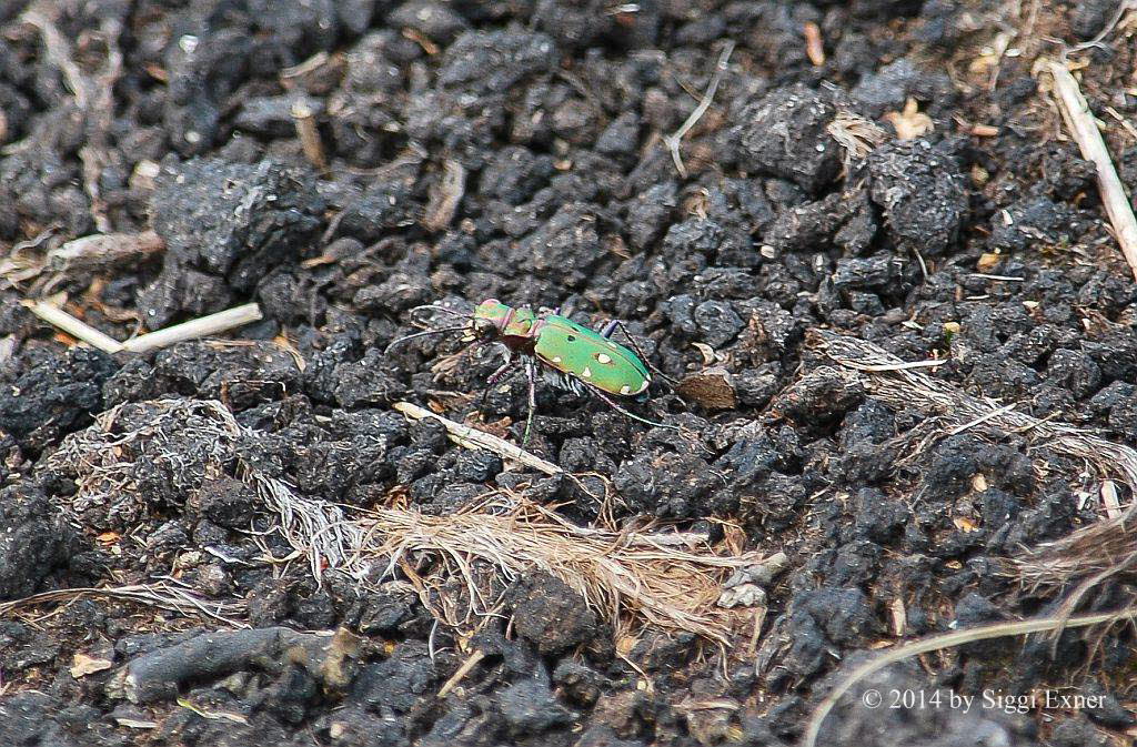 Feld-Sandlaufkfer Cicindela campestris