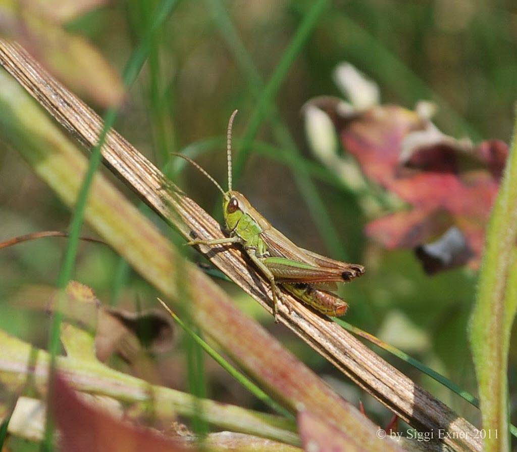 Feld-Grashpfer Chorthippus apricarius