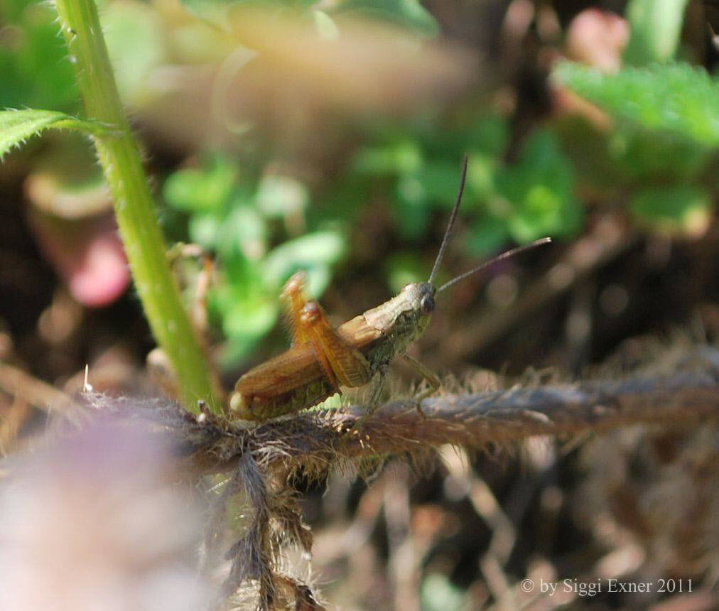 Feld-Grashpfer Chorthippus apricarius