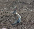 Feldhase (Lepus europaeus)