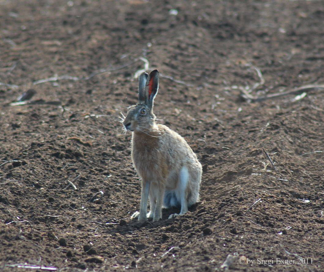 Feldhase (Lepus europaeus)