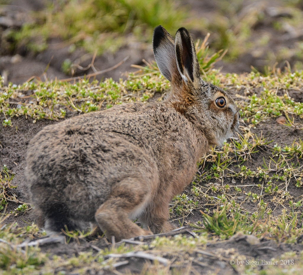 Feldhase Lepus europaeus