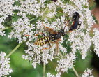 Gallische Feldwespe Polistes dominula