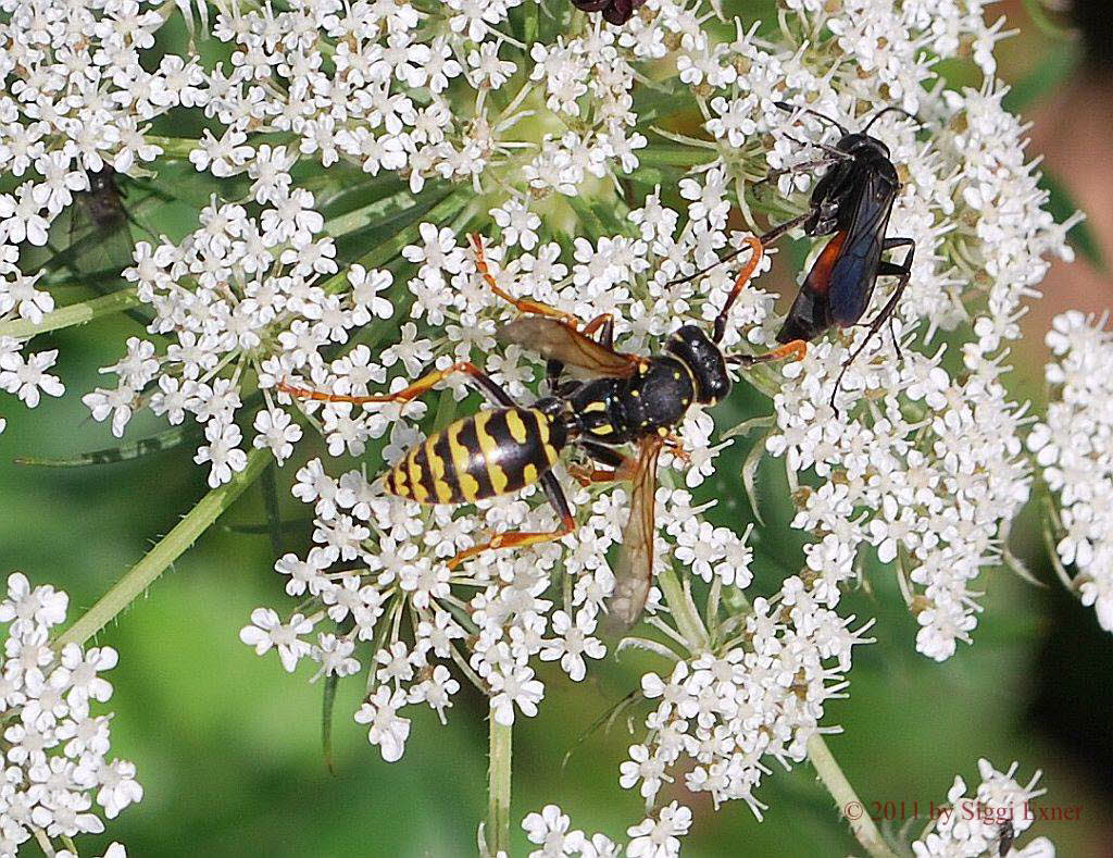 Gallische Feldwespe Polistes dominula
