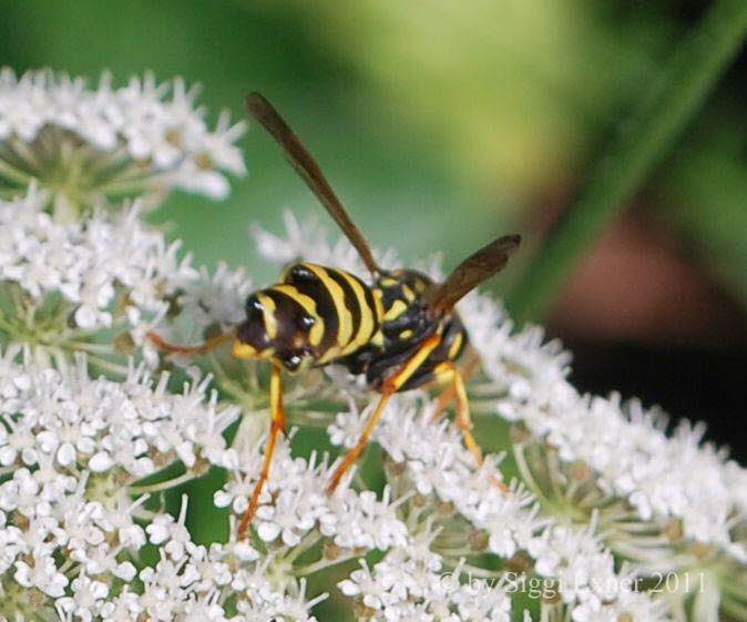 Gallische Feldwespe Polistes dominula