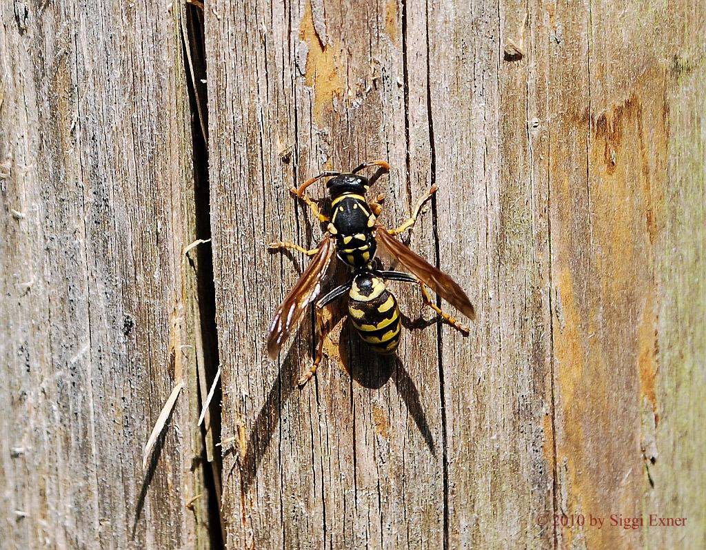 Gallische Feldwespe Polistes dominula