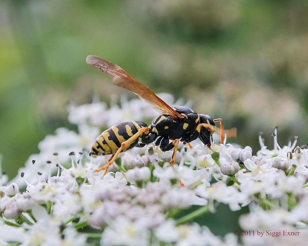 Gallische Feldwespe Polistes dominula