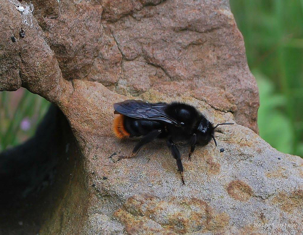 Felsen-Kuckuckshummel  Bombus rupestris