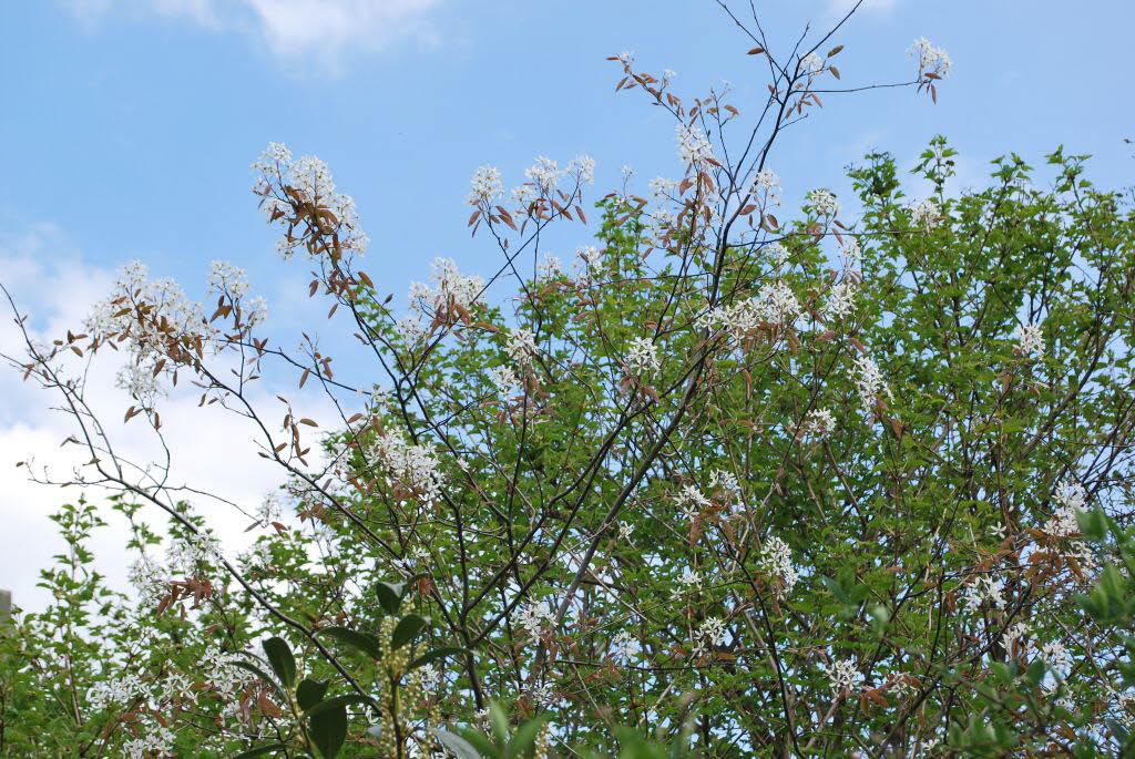 Felsenbirne Amelanchier grandiflora