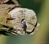 Feuergoldwespe Chrysis ignita