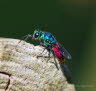 Feuergoldwespe Chrysis ignita