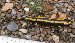 Feuersalamander Salamandra salamandra