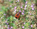 Gemeine Feuerwanze Pyrrhocoris apterus