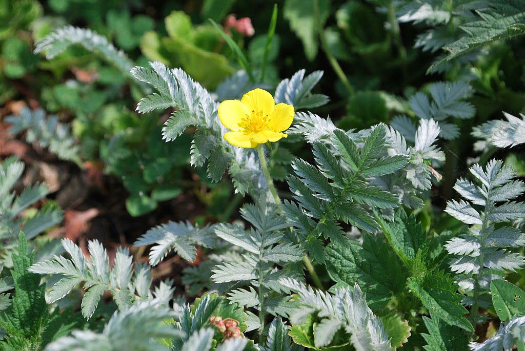 Fingerkraut, Gnse- Potentilla anserina