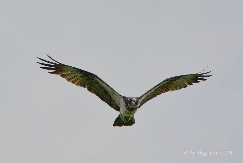 Fischadler Pandion haliaetus