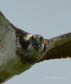 Fischadler Pandion haliaetus