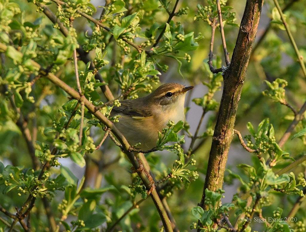 Fitis Phylloscopus trochilus