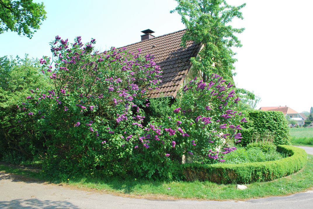 Gemeiner Flieder Syringa-Vulgaris