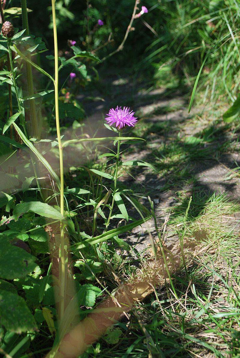 Flockenblume, Wiesen- Centaurea jacea