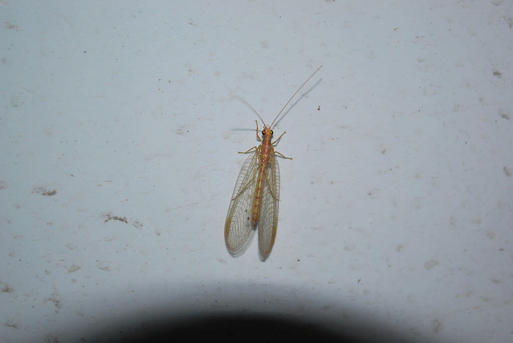 Gemeine Florfliege Chrysoperla carnea